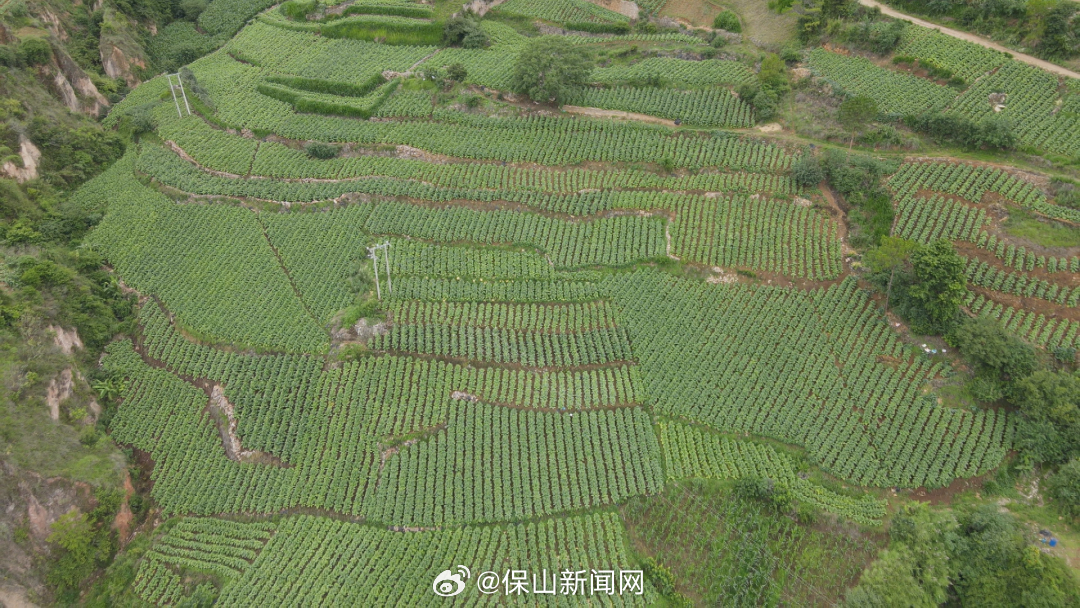 保山新闻网