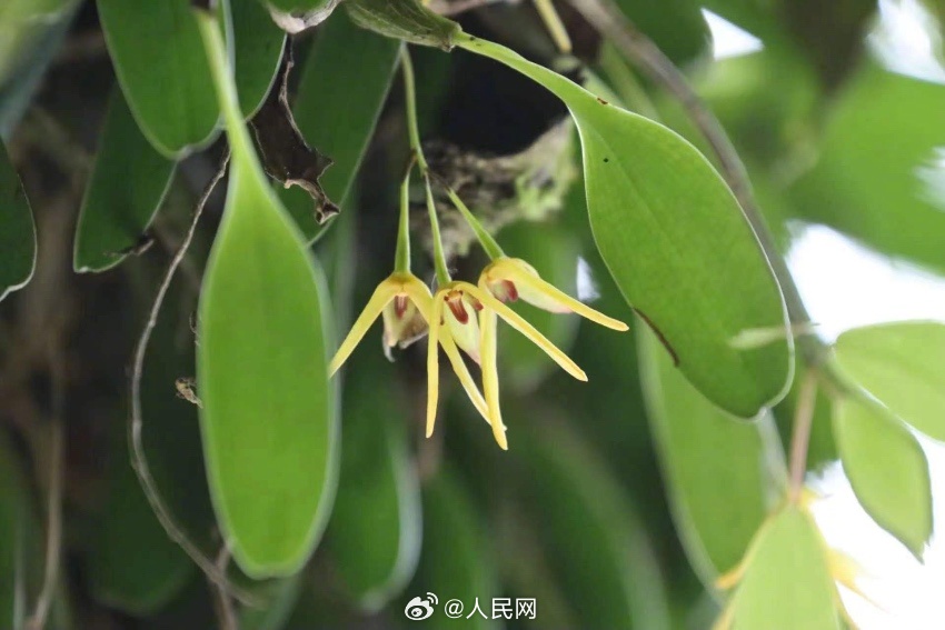 人民网