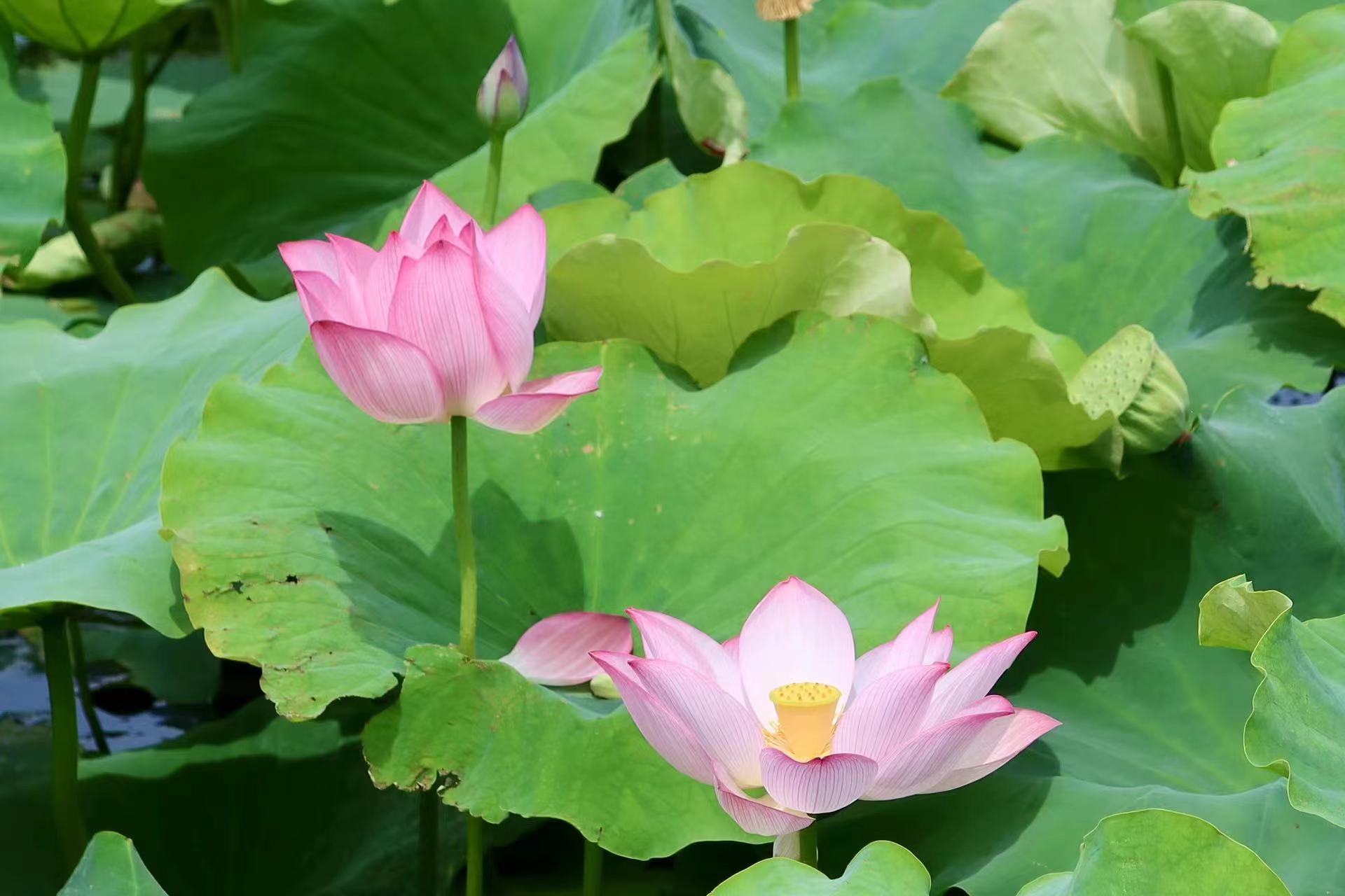 云南省文化和旅游厅