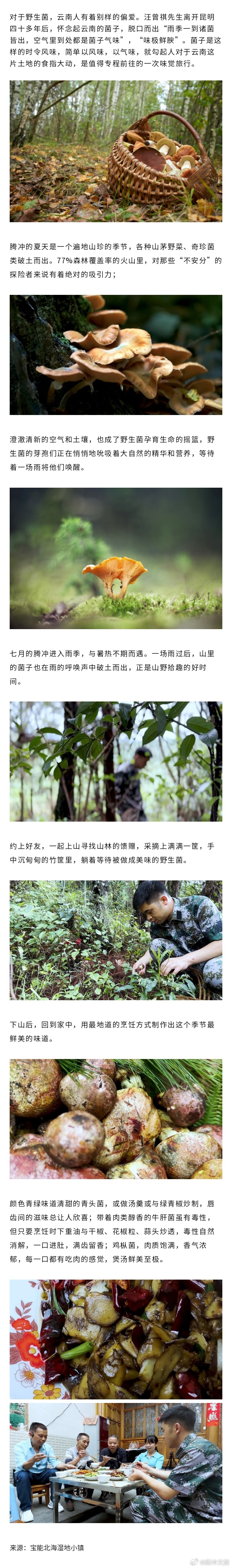 来腾冲捡菌子啦~感受山野深处的美味
