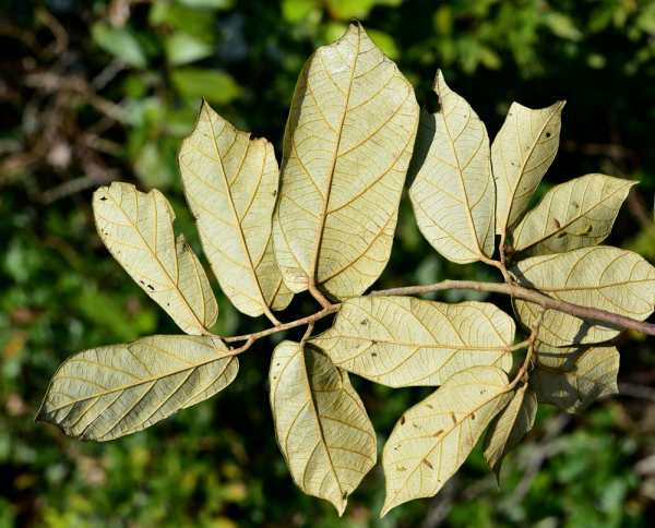 美丽云南微科普