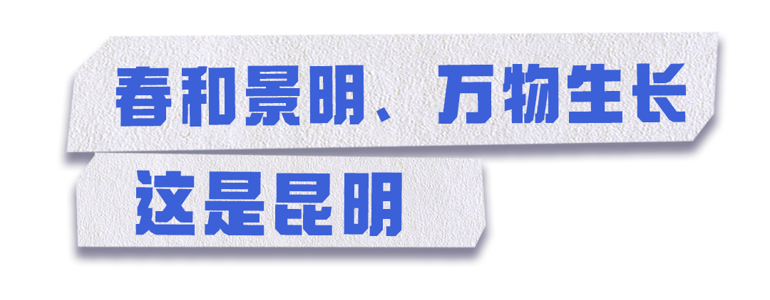 掌上春城微信
