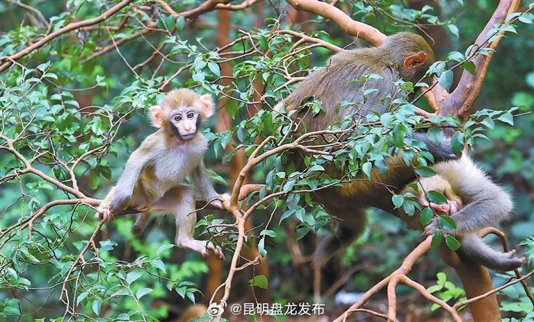昆明盘龙发布