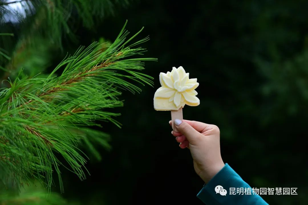 微观盘龙