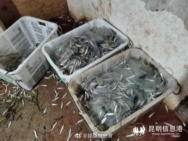 昆明信息港微博