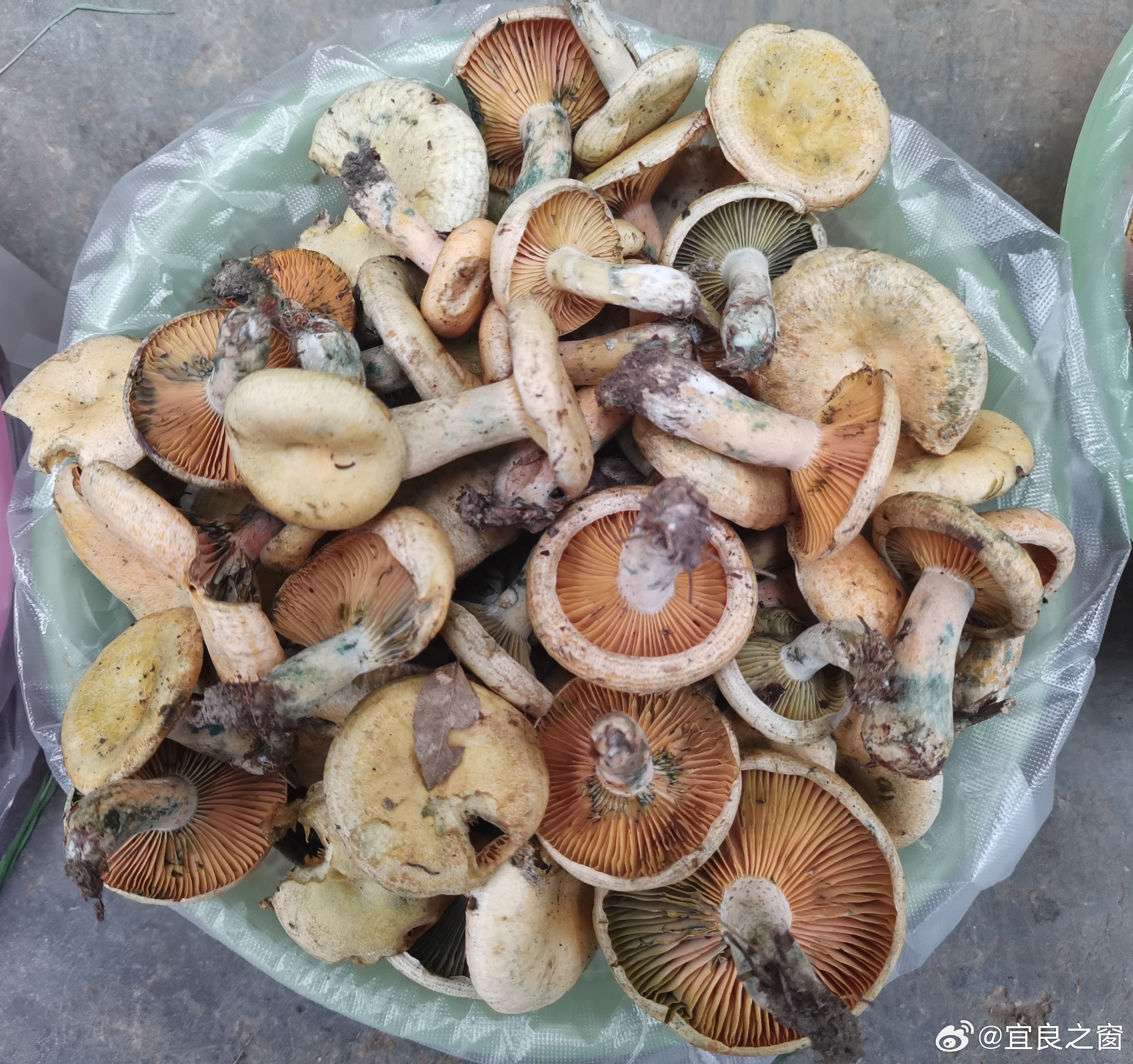 宜良之窗