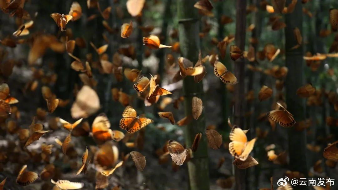 到红河金平读懂金庸笔下的“蝴蝶谷”