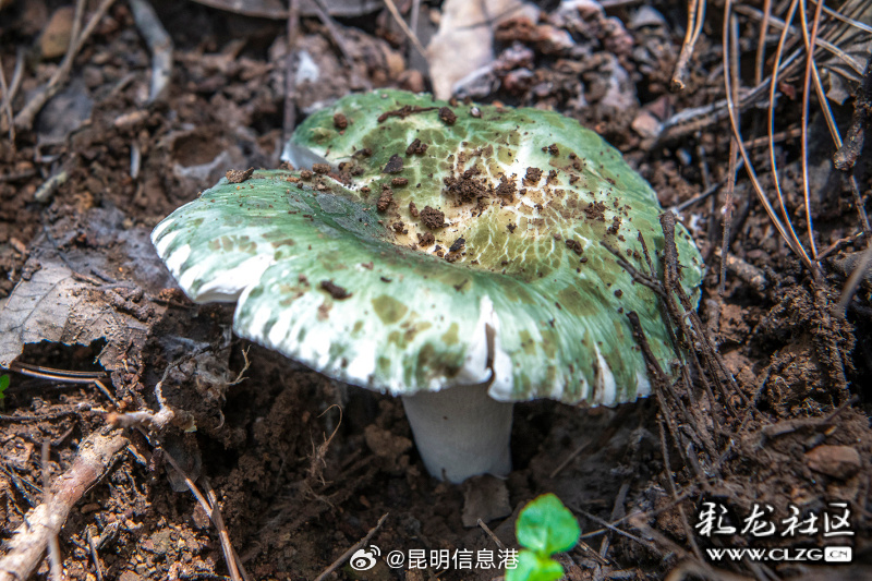 昆明信息港微博