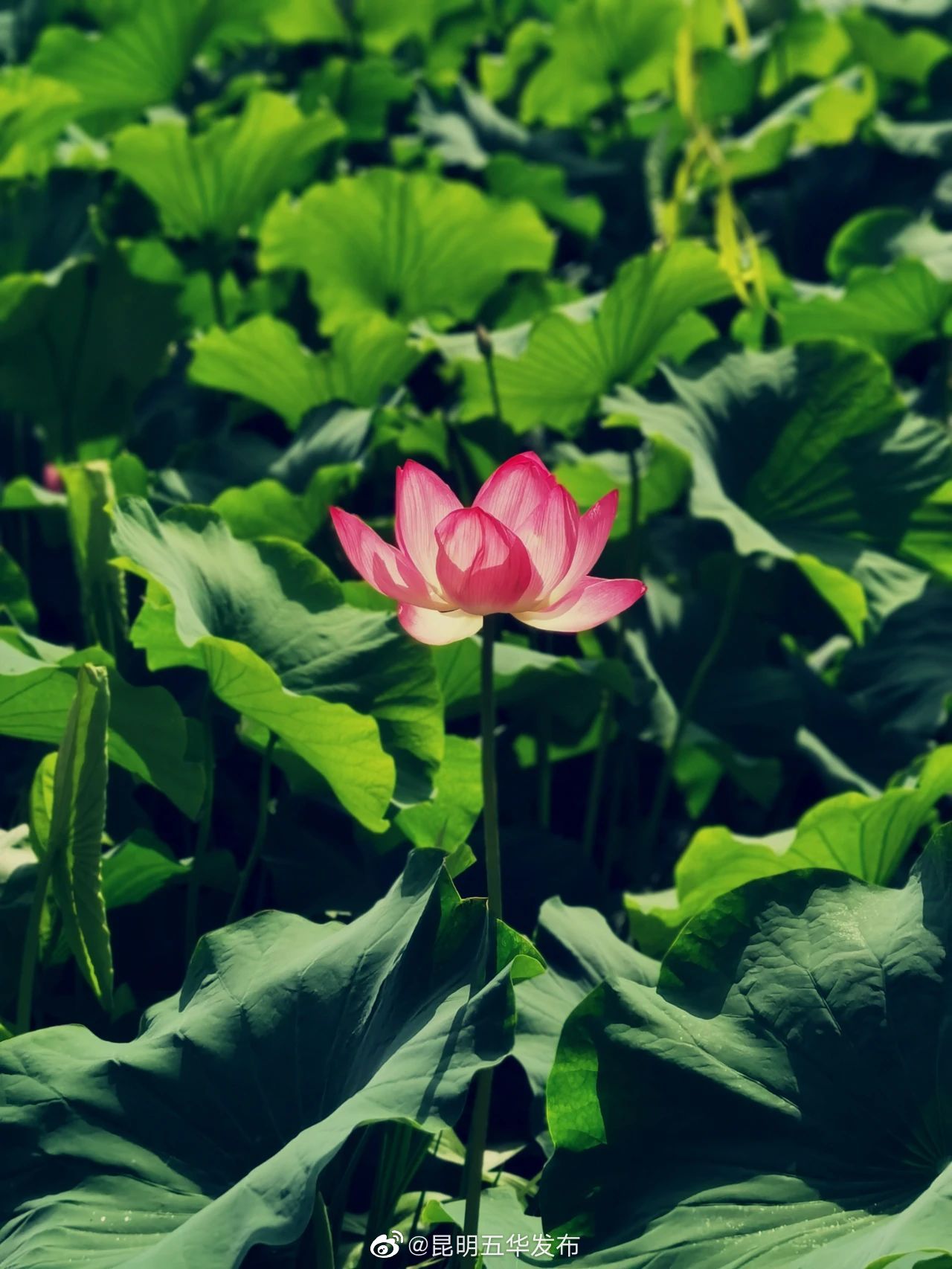 昆明五华发布