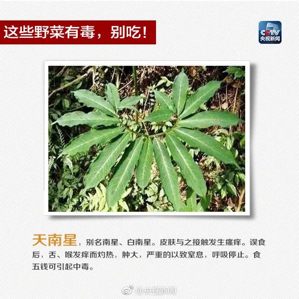 掌上春城微信
