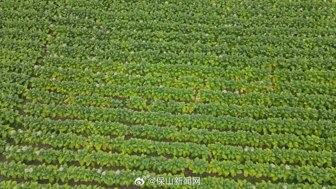 保山新闻网