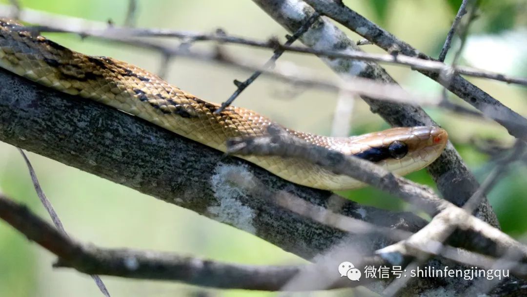 石林融媒