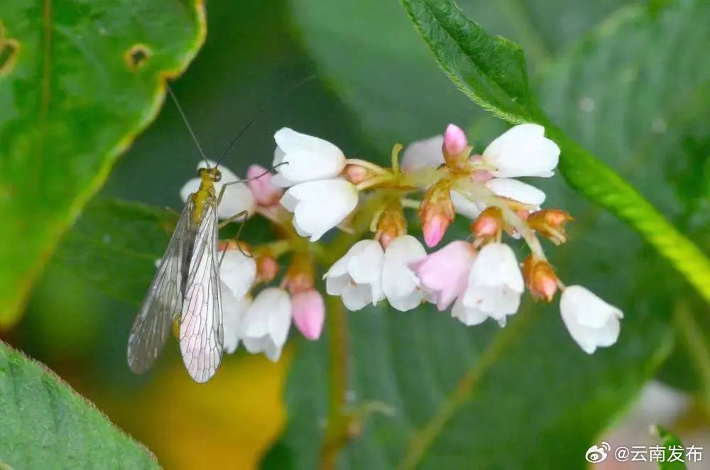 大理这种昆虫竟然可以用来鉴定受害者的死亡时间