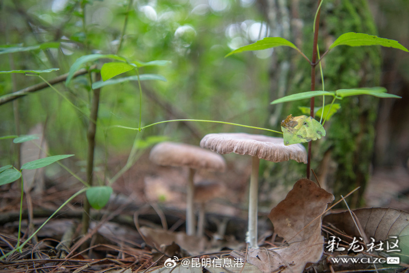 昆明信息港微博