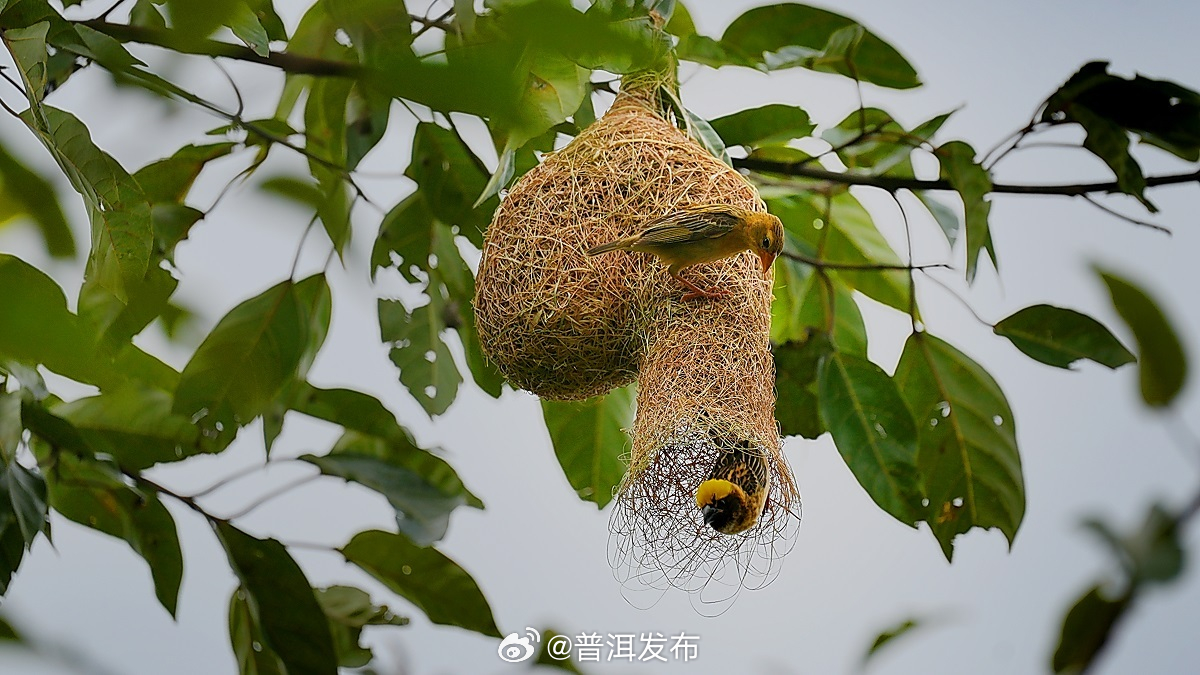 普洱发布