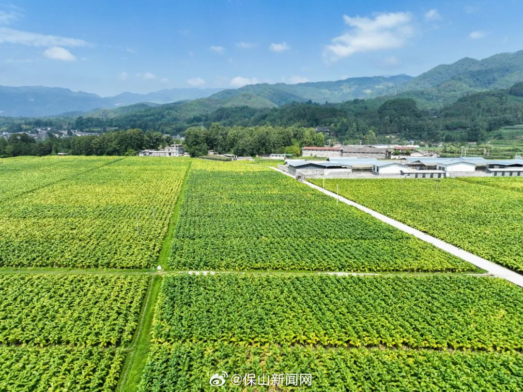 保山新闻网