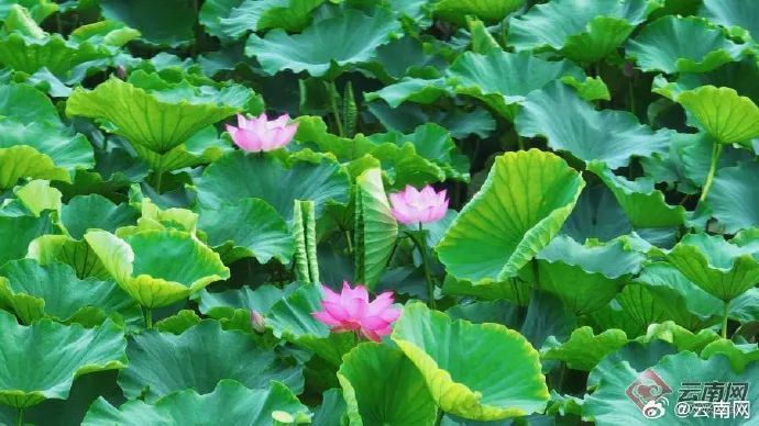 云南省文化和旅游厅