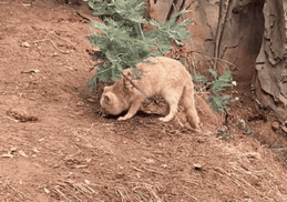 云南野生动物园