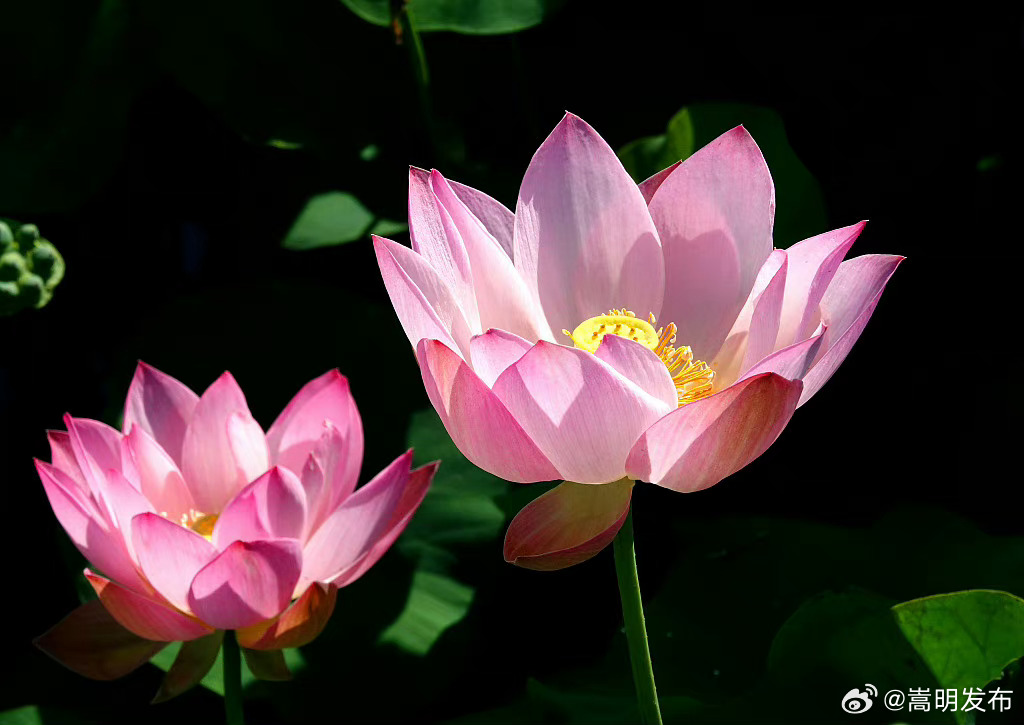 嵩明发布