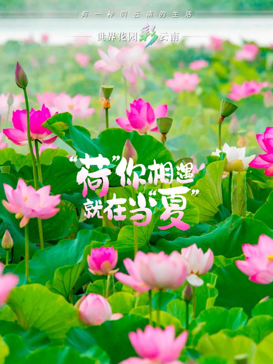 云南省文化和旅游厅