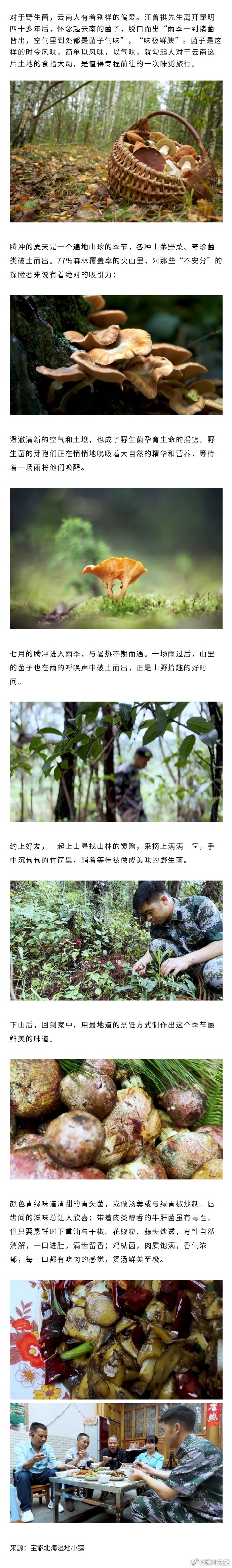 来腾冲捡菌子啦~感受山野深处的美味