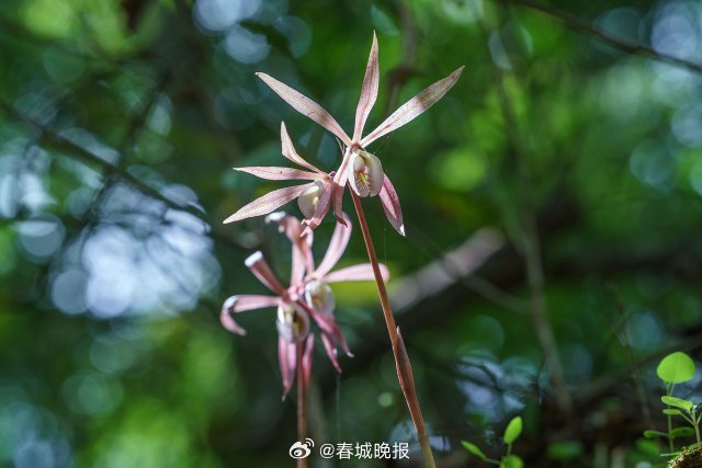 春城晚报