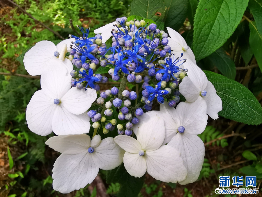 云南发布