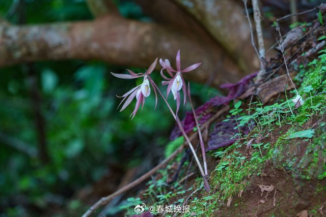 春城晚报