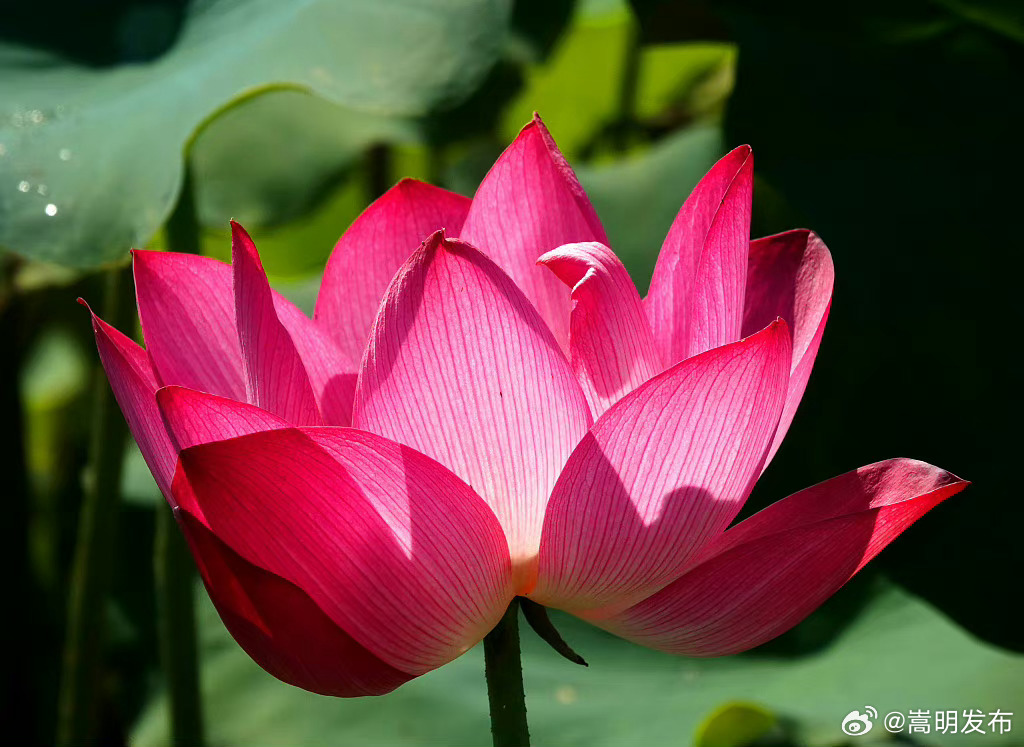 嵩明发布