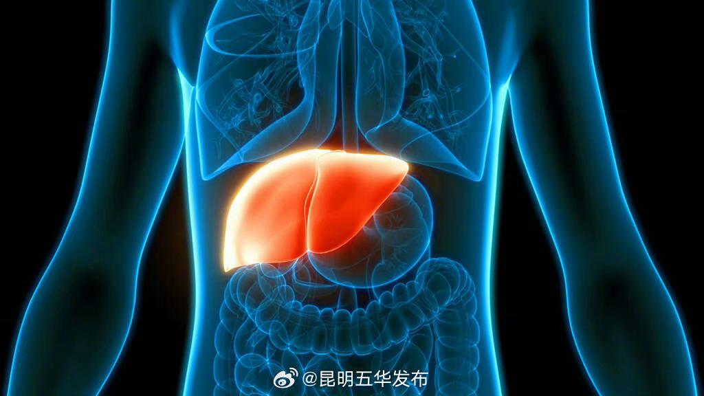 比起瘦子，胖人的脂肪肝更容易减轻