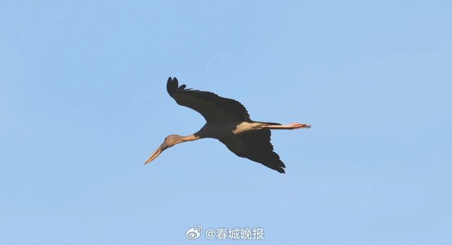 春城晚报