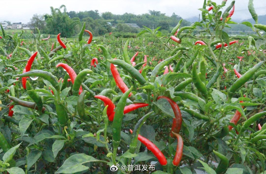 普洱发布