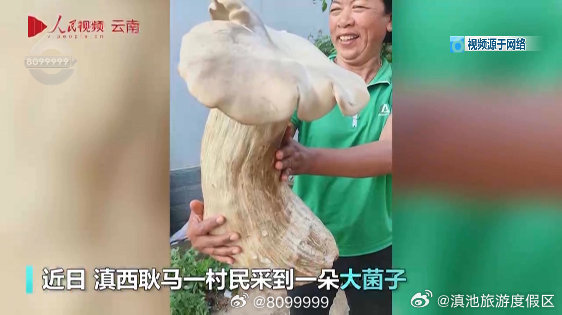 3.2公斤，粗壮健硕、形如象腿！云南的野生菌又让全国网友震惊了！