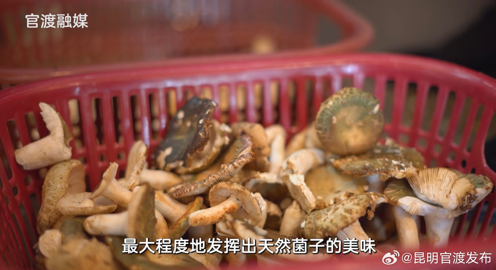 看见官渡:关上野生菌一条街