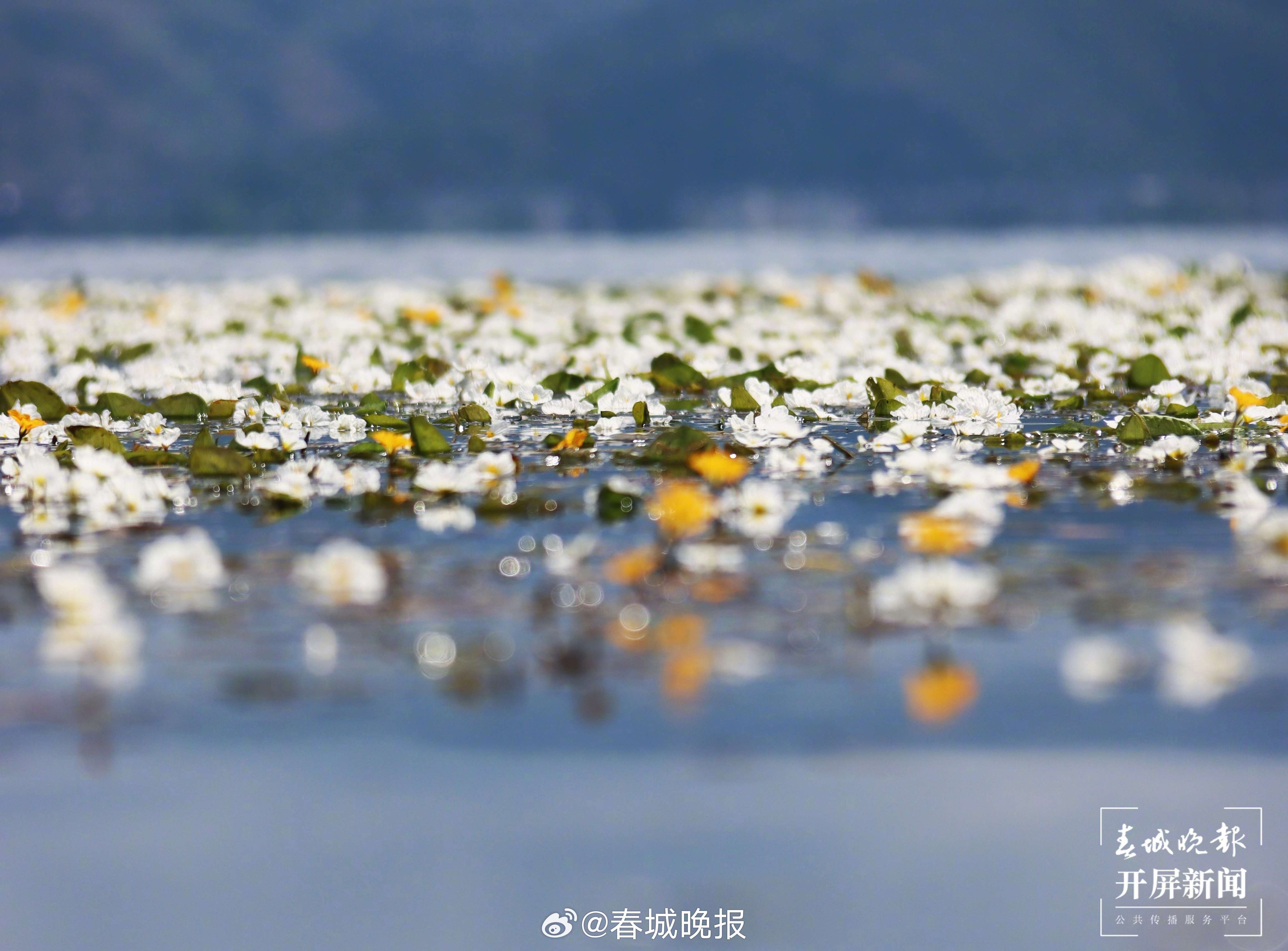 春城晚报