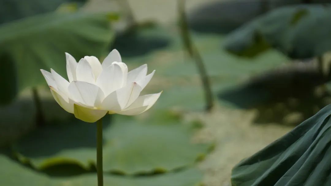 晋宁诗意的栖居地