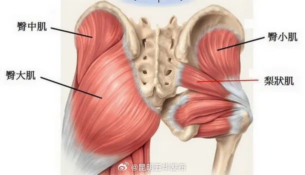 坐太久会让臀肌失忆 