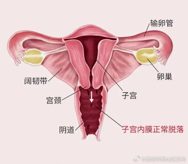 昆明市西山区发布