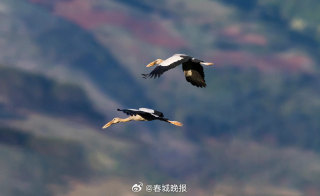 春城晚报