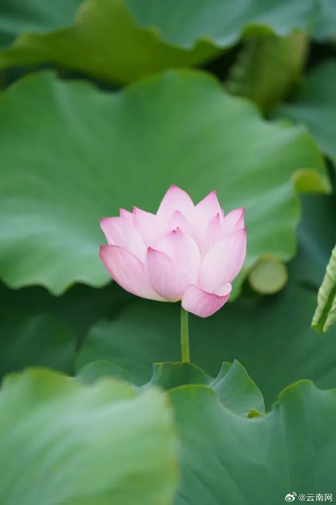 云南省文化和旅游厅