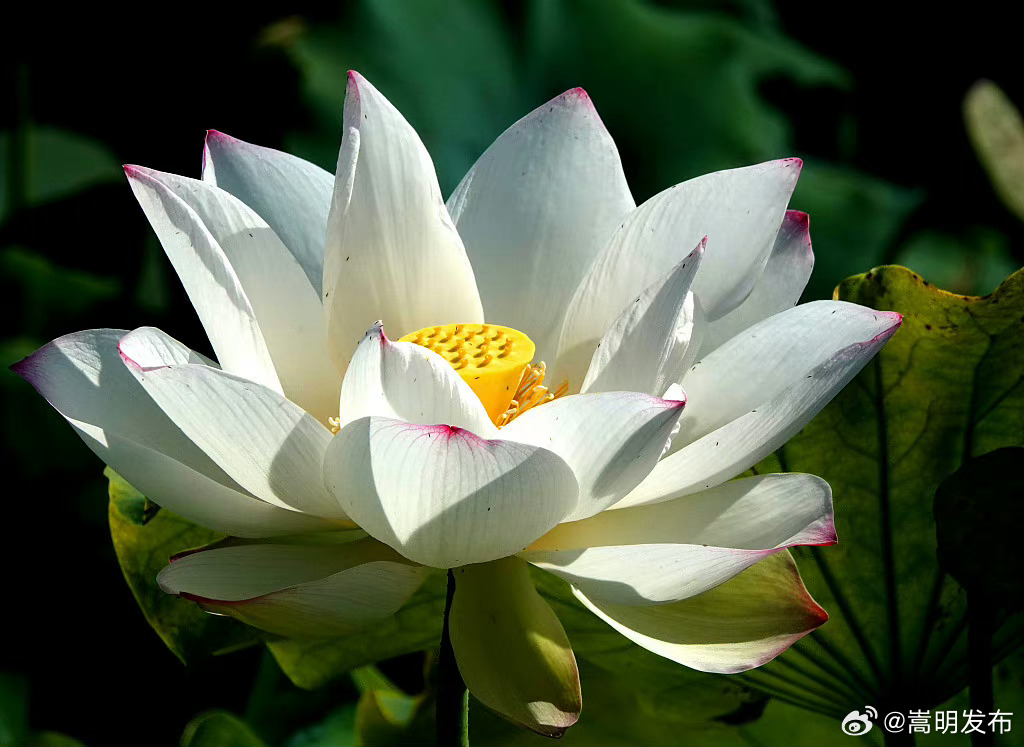 嵩明发布