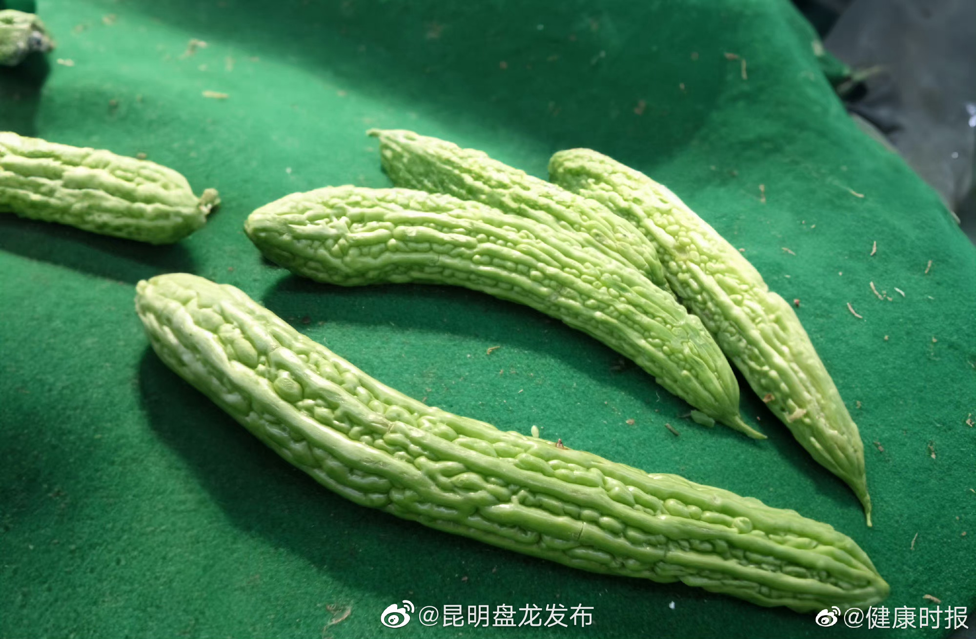 治口腔溃疡喝苦瓜泡水 