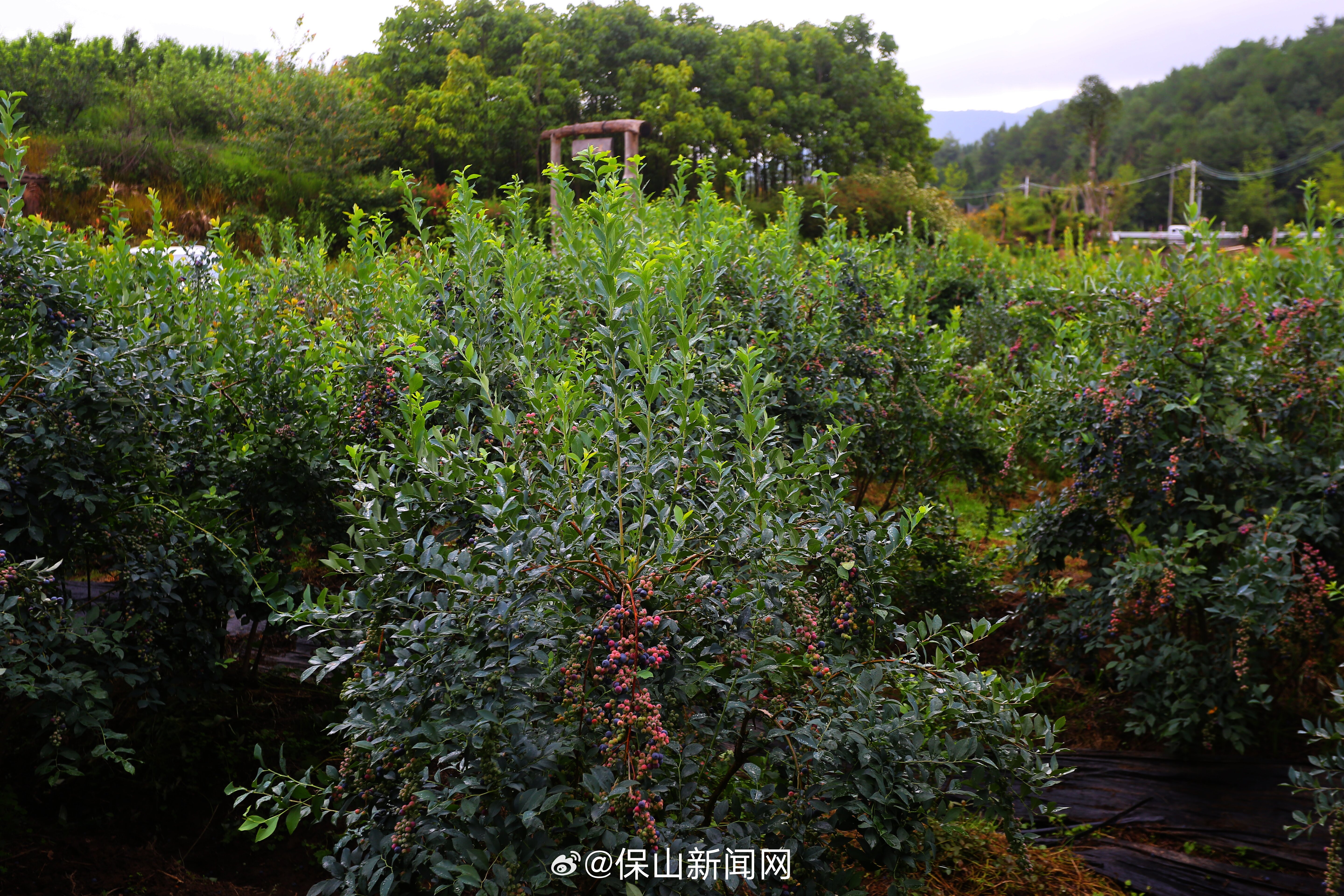 保山新闻网