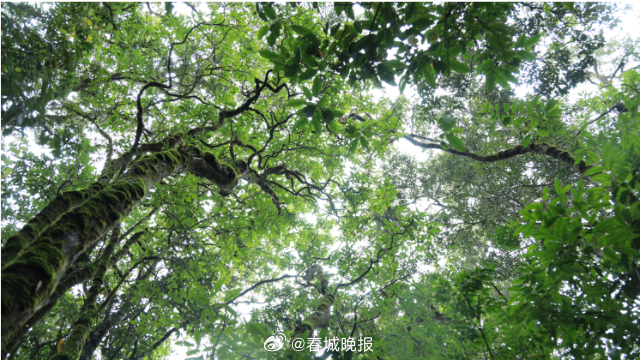 山水家园 甜蜜屏边｜与林为伴，大围山里最美的坚守