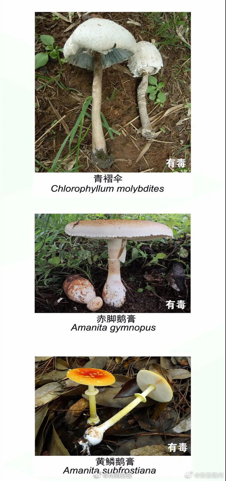 昆明交警