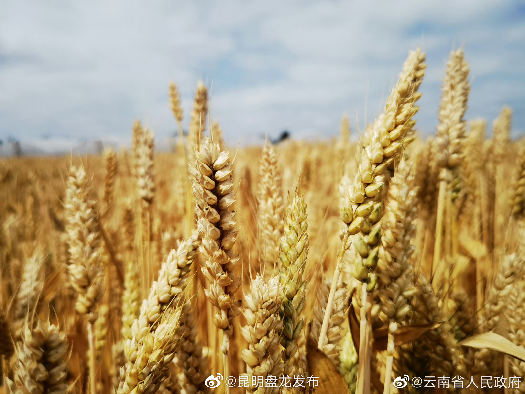 全国主产区累计收购小麦约500亿斤