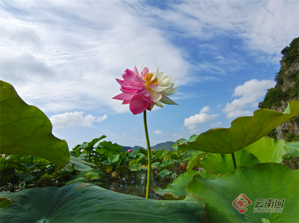 云南省文化和旅游厅