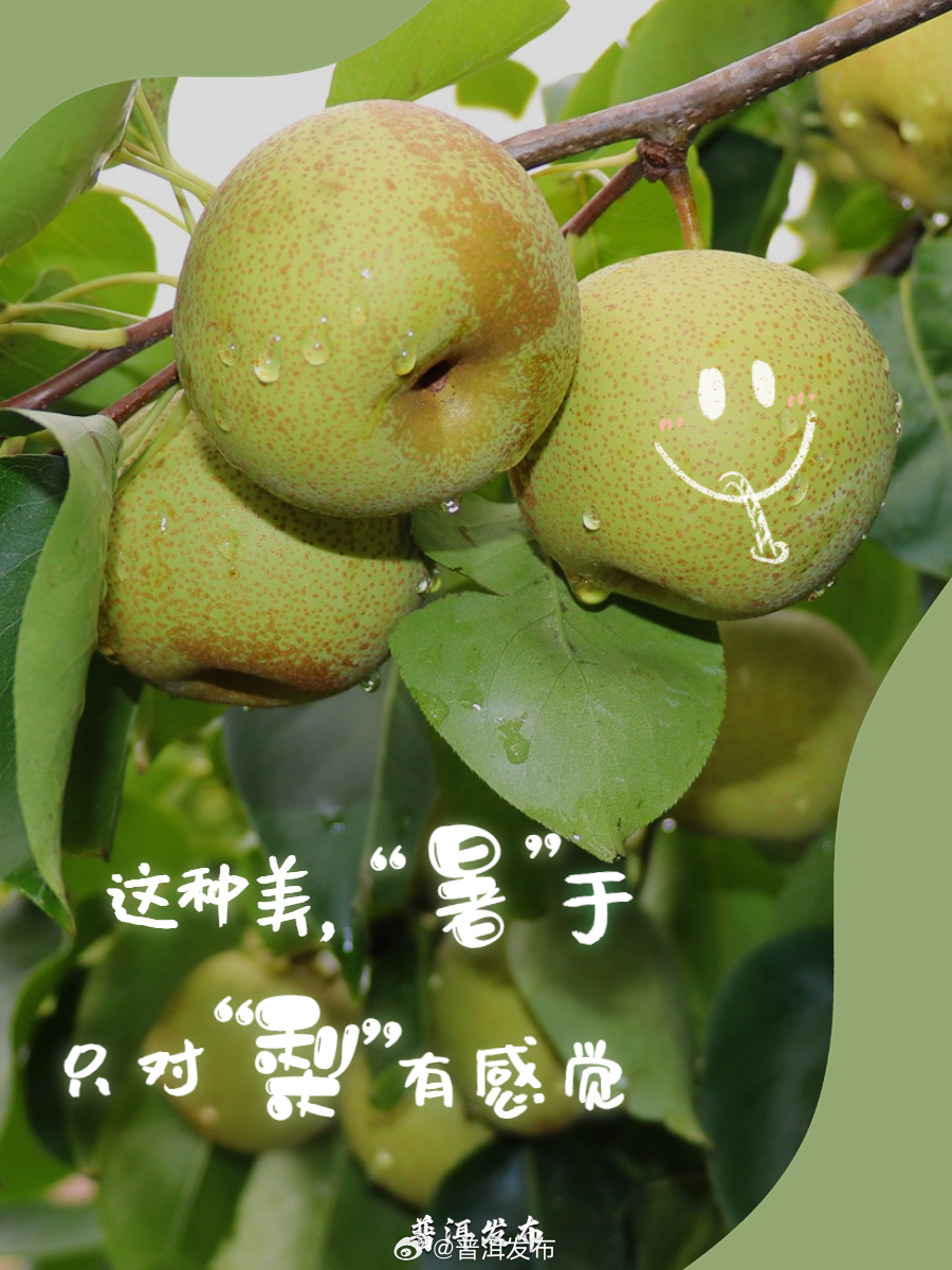 普洱发布