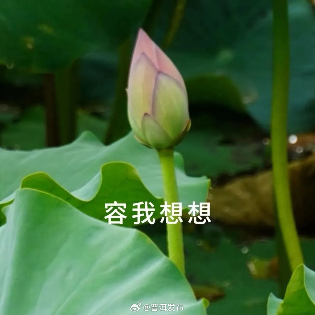 普洱发布