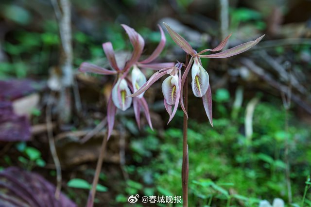 春城晚报